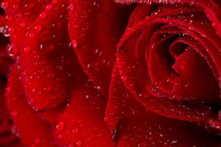 宏的暗红色玫瑰与水滴的图像。极端特写