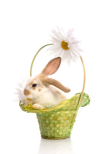 兔与雏菊绿色篮子里