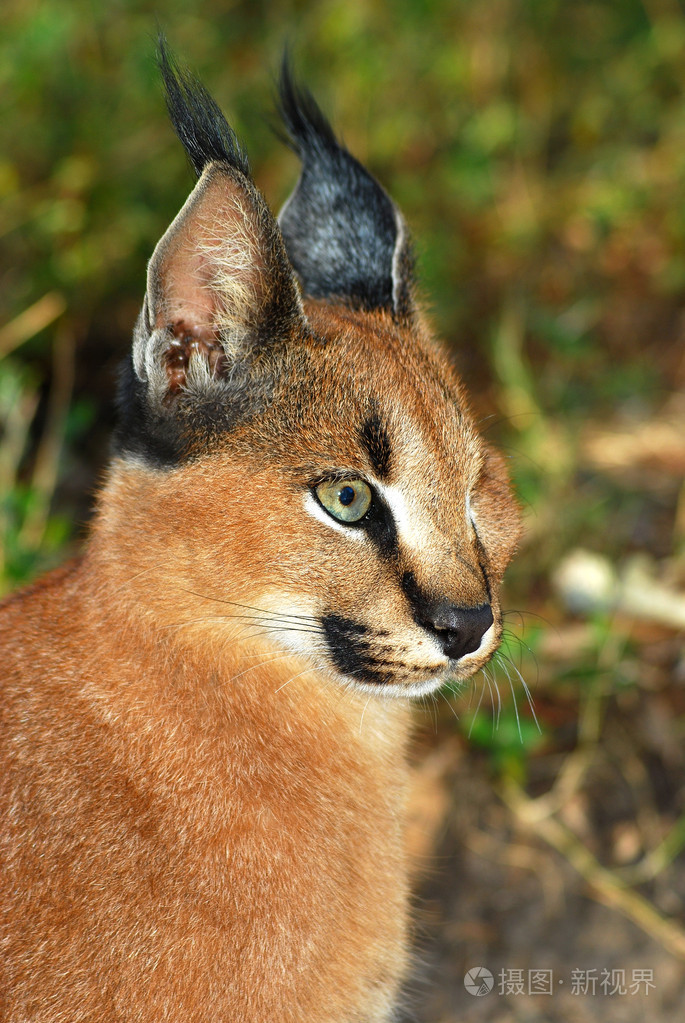 只狞猫非洲野生猫