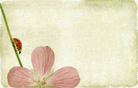 可爱背景图像与瓢虫和花卉的元素。非常有用的设计元素