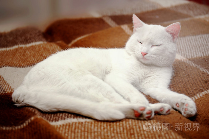 纯白色猫睡觉