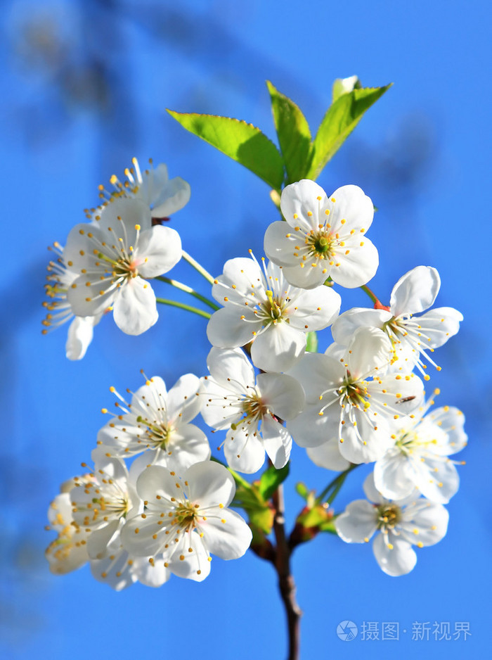 群花照片-正版商用图片19d3wa-摄图新视界