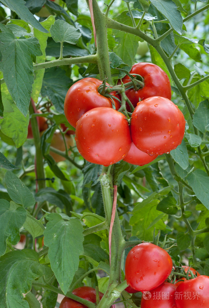 成熟的番茄