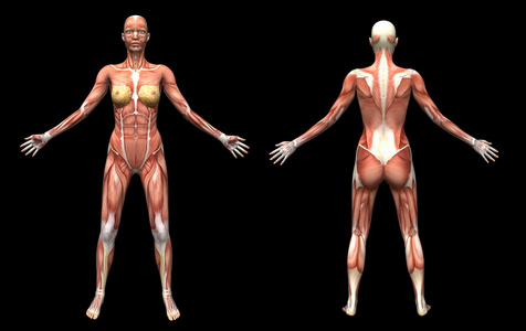 肌肉女弯曲在健身房锻炼球下的腹部肌肉的女人女性人体解剖和肌肉理念