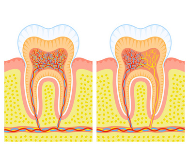 牙齿的内部结构