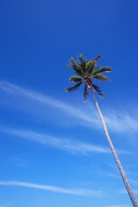 椰子和蓝色的天空