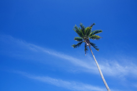 椰子和蓝色的天空