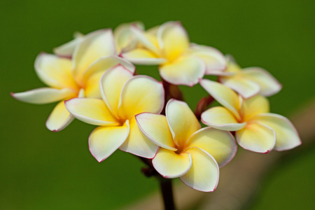 梅香鲜花