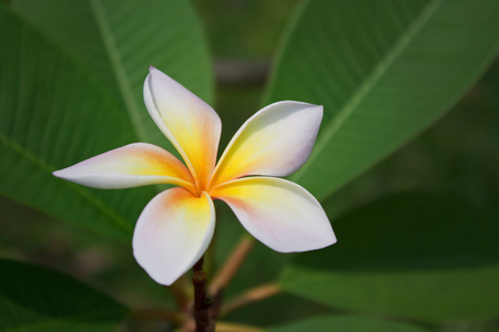 梅香鲜花