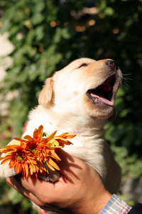 在手中的黄色拉布拉多幼犬。