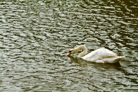 白色天鹅在水中