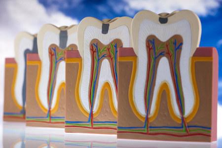 人类牙齿结构