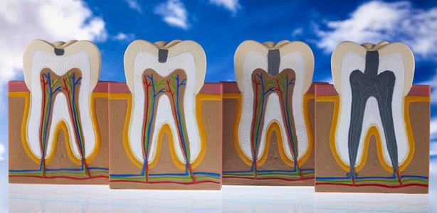 人类牙齿结构