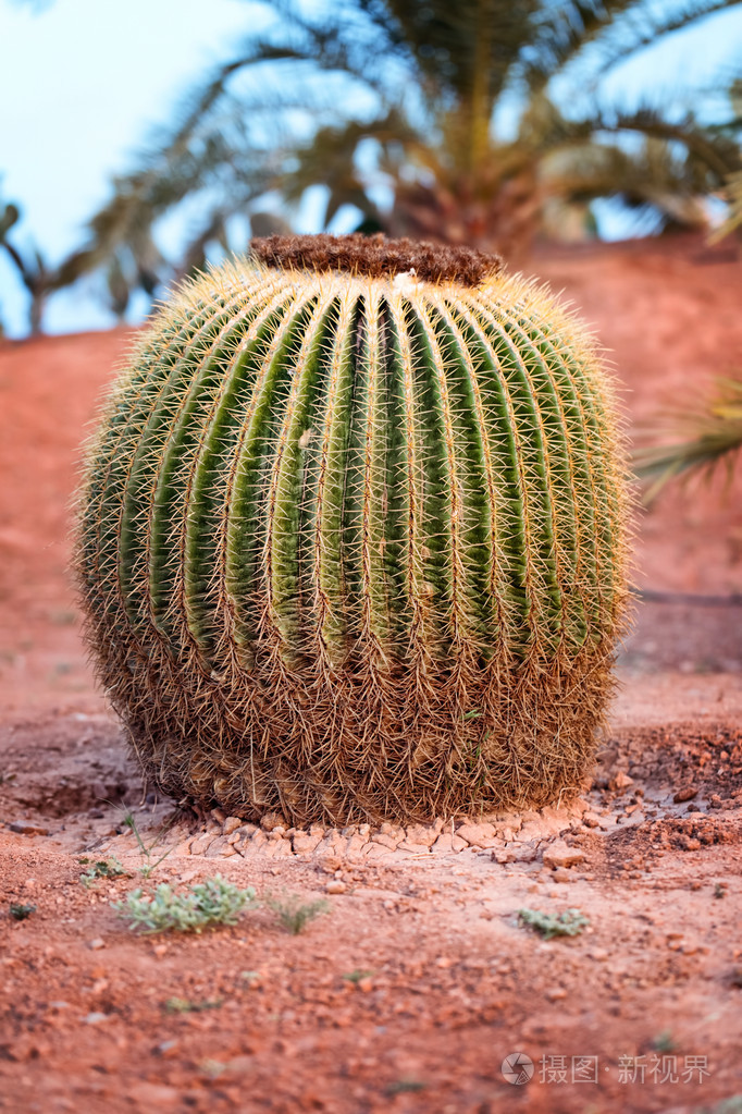在沙漠中的巨大桶仙人掌