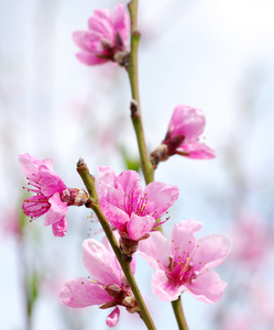 粉红色的花朵