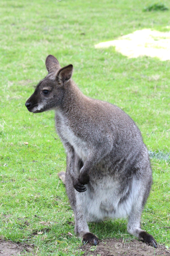 澳大利亚袋鼠