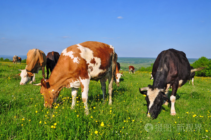 夏季牧场上的牛