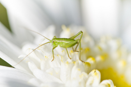 Katydid牙村Glabricauda