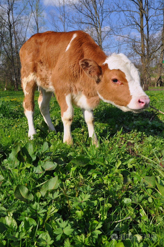 夏季牧场上小牛