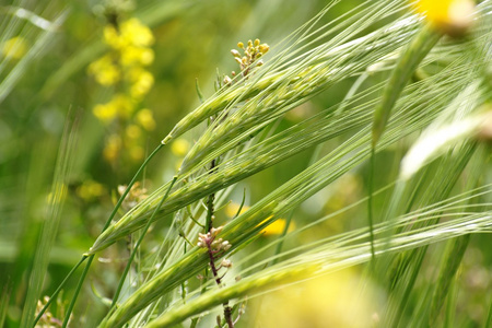 野生种植谷物在春天特写的绿色草地上