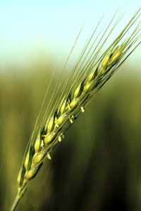 绿耳朵的小麦