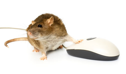 大鼠和计算机鼠标图片