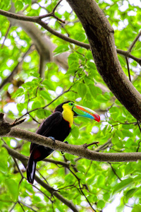 巴西 toco 巨嘴鸟 tucan.hdr 图像