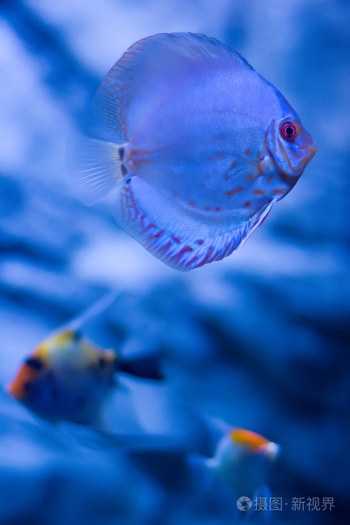在暗蓝色的水暗蓝鱼