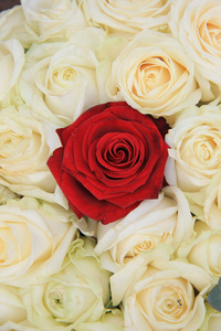 红色和白色的玫瑰新娘安排