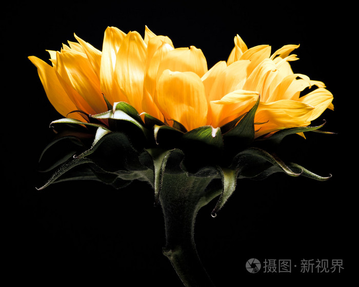 黑色背景向日葵