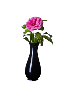 盛开在黑色的花瓶粉色花