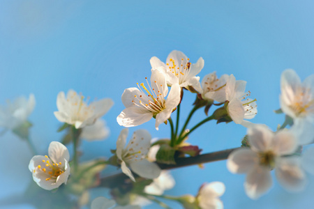 水果树的花朵