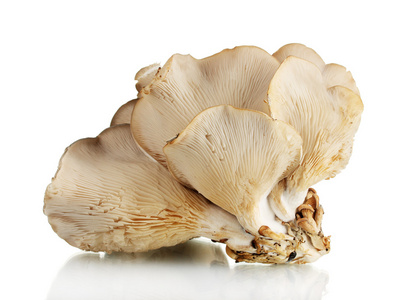 牡蛎蘑菇上白色隔离