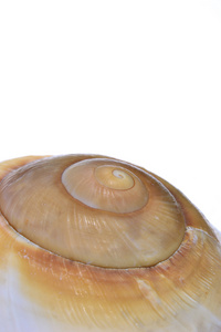 海贝壳的宏观形象