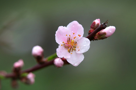 花宏