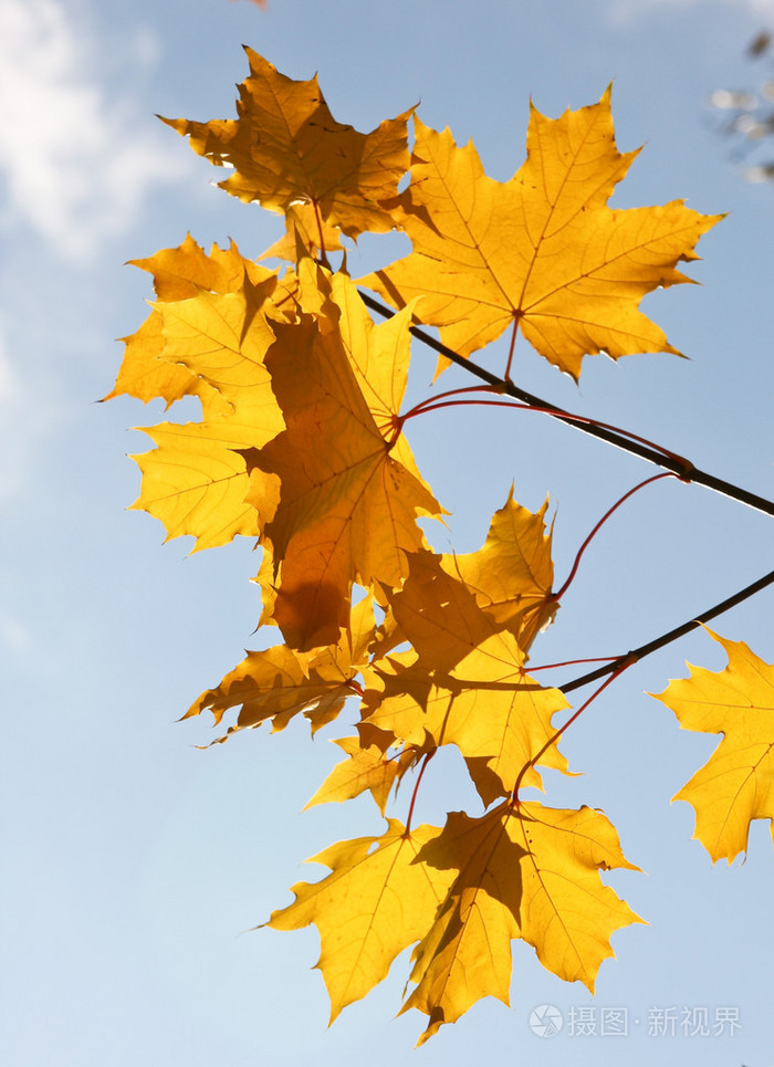 美丽秋天树叶在蓝蓝的天空