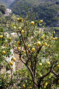 在意大利南部一棵树上的美丽柠檬