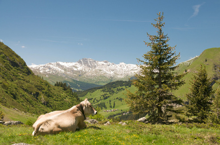 在高山景观休息牛