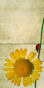 与花卉元素和瓢虫可爱背景图像。非常有用的设计元素