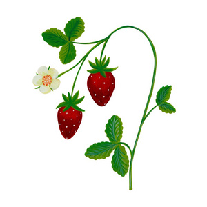 装饰元素。草莓植物