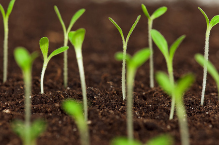 茁壮成长芽苗图片