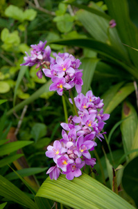 粉红色 spathoglottis 兰花花