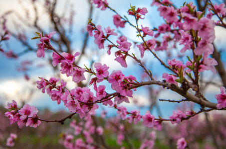 Sakura blossom樱花盛开