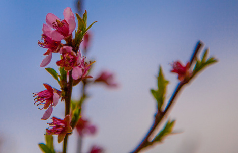 Sakura blossom樱花盛开