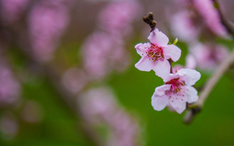 Sakura blossom樱花盛开