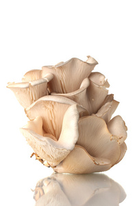 牡蛎蘑菇上白色隔离