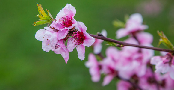 Sakura blossom樱花盛开