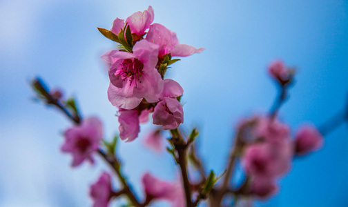 Sakura blossom樱花盛开