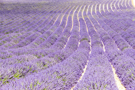 高原 de valensole，普罗旺斯，法国薰衣草田地