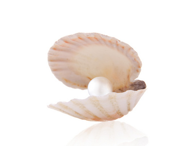 一白色珍珠在白色背景上的海贝壳